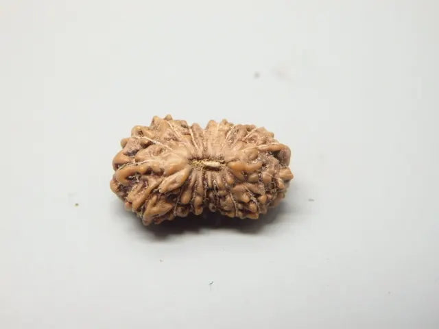 17 Mukhi Rudraksha Indonesia 13mm
