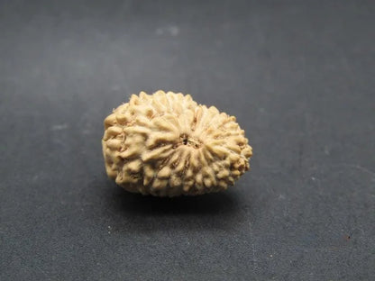 17 Mukhi Rudraksha Indonesia 15 mm