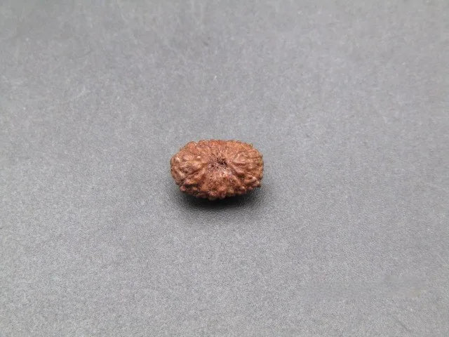 17 Mukhi Rudraksha Indonesia 8 mm