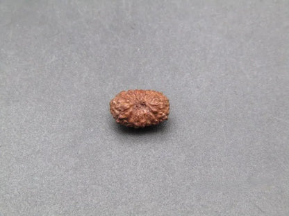 17 Mukhi Rudraksha Indonesia 8 mm