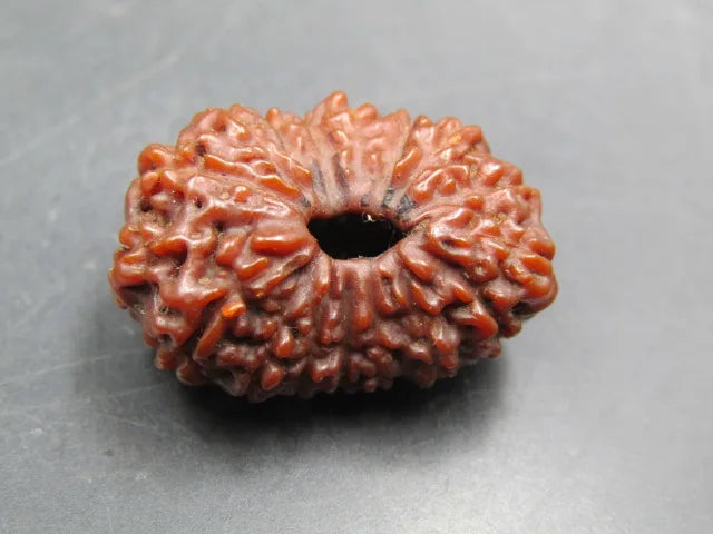 17 Mukhi Rudraksha Indonesia 24 mm