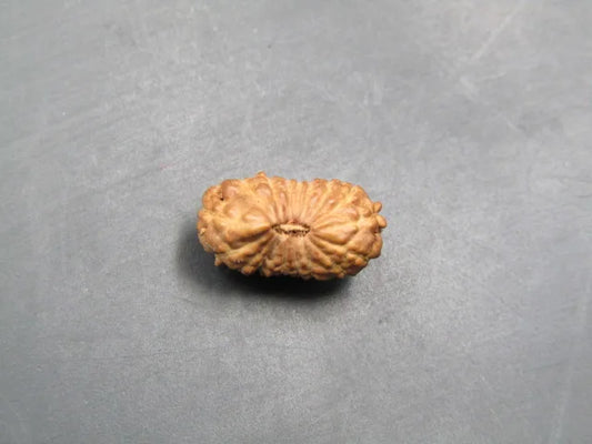 17 Mukhi Rudraksha Indonesia 11 mm