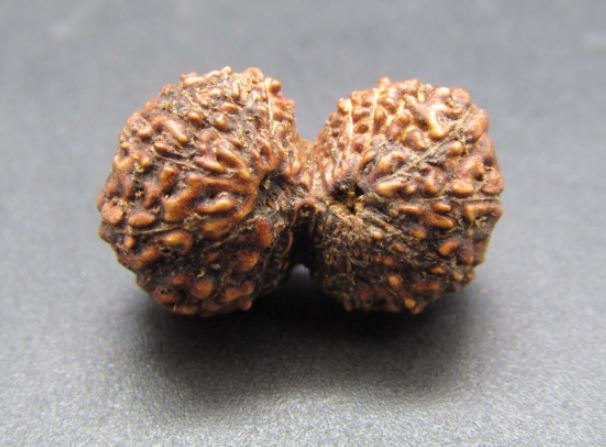 17 Mukhi Gaurishankar Rudraksha Indonesia 18mm