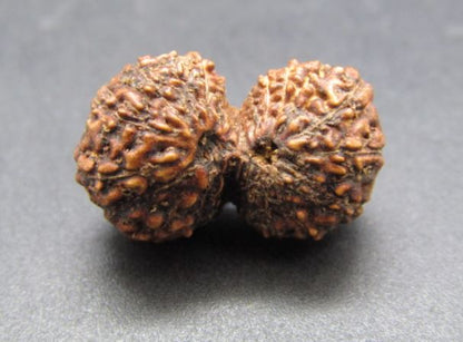 17 Mukhi Gaurishankar Rudraksha Indonesia 18mm