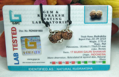 17 Mukhi Gaurishankar Rudraksha Indonesia 18mm