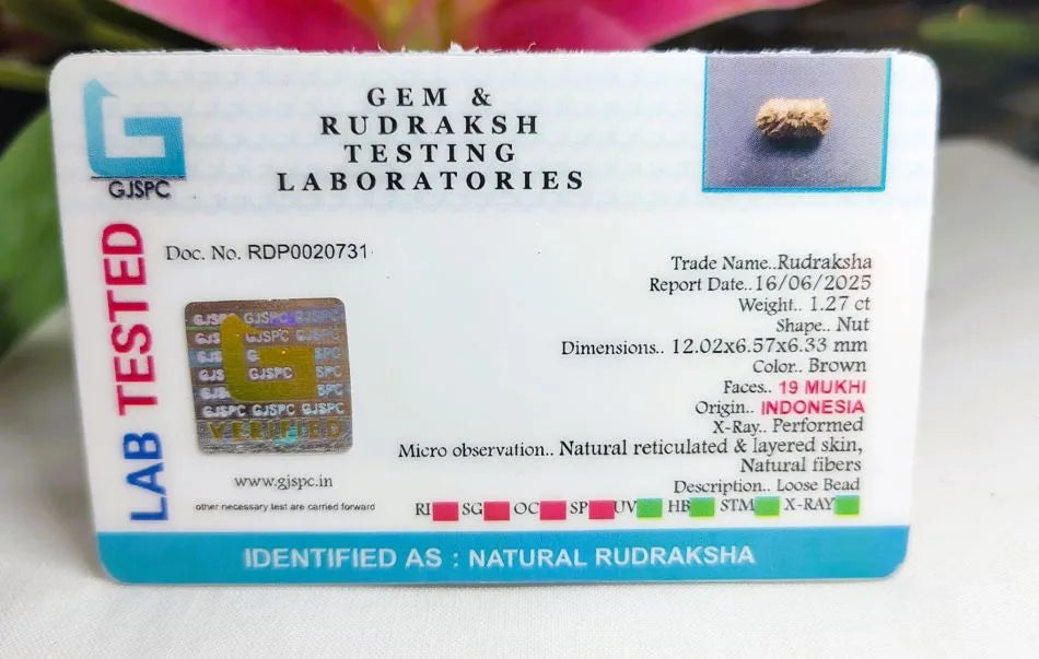 19 Mukhi Rudraksha Indonesia 12 mm