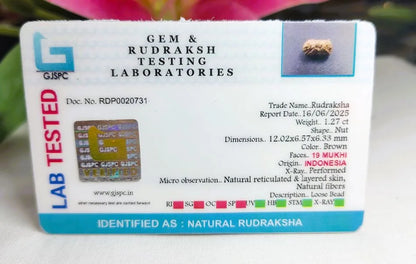 19 Mukhi Rudraksha Indonesia 12 mm