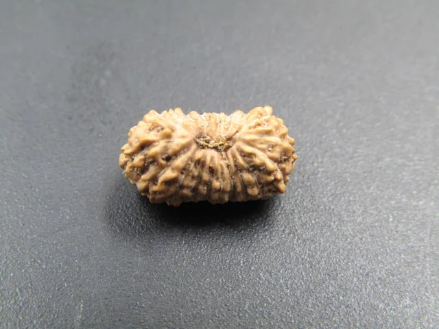 19 Mukhi Rudraksha Indonesia 12 mm