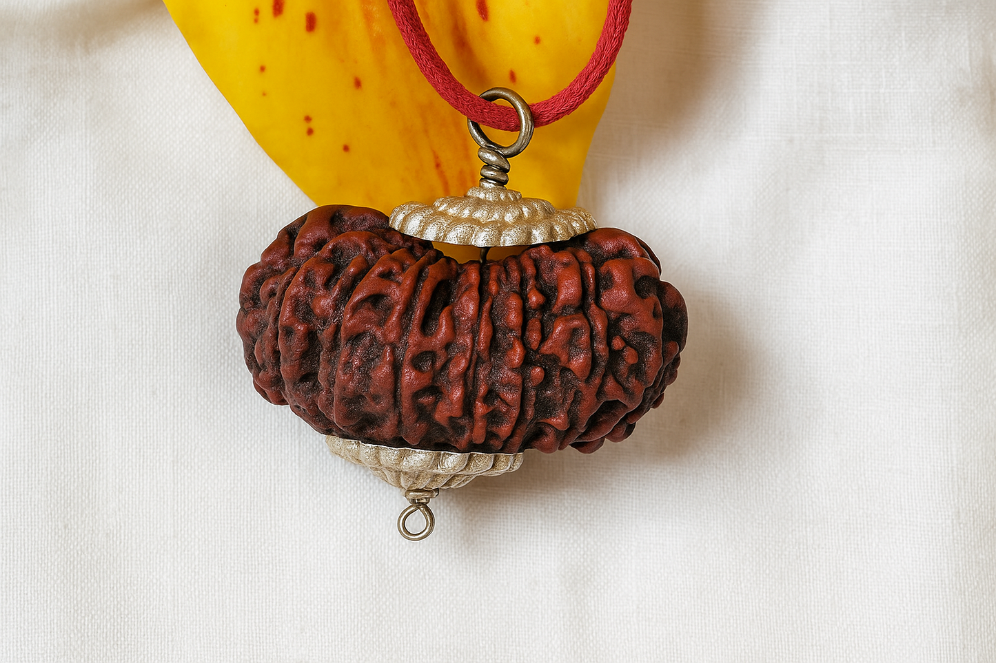 16 Mukhi Rudraksha Nepal 36 mm