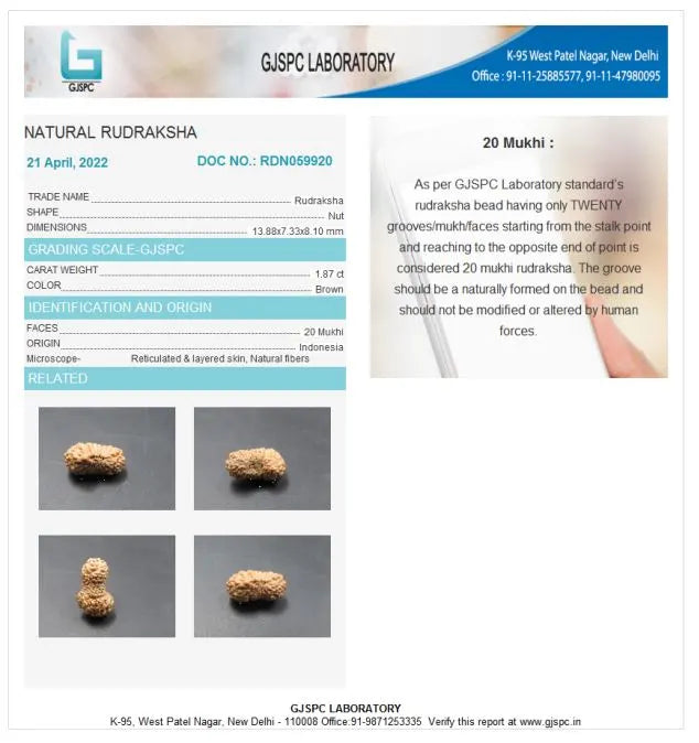 20 Mukhi Rudraksha Indonesia 13 mm