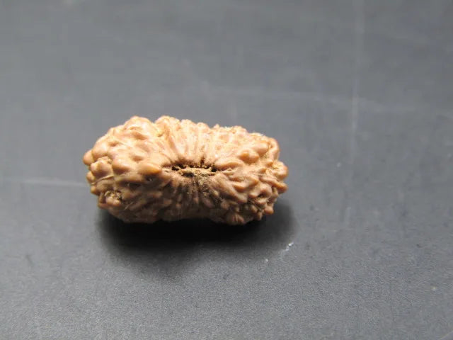 20 Mukhi Rudraksha Indonesia 13 mm