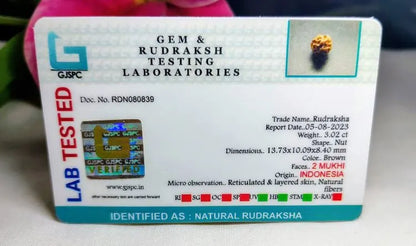 2 Mukhi Rudraksha Indonesia