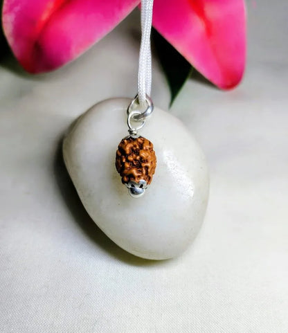 2 Mukhi Rudraksha Indonesia