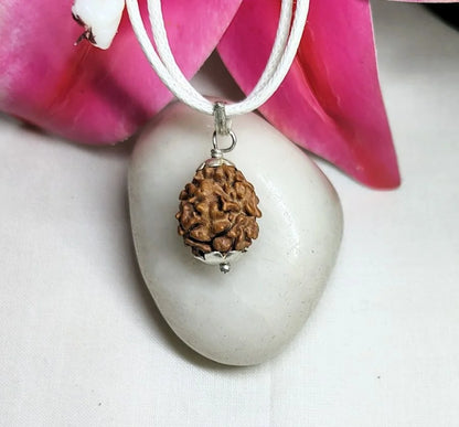 2 Mukhi Rudraksha Nepal 17mm