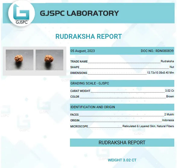 2 Mukhi Rudraksha Indonesia