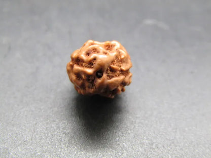 2 Mukhi Rudraksha Indonesia