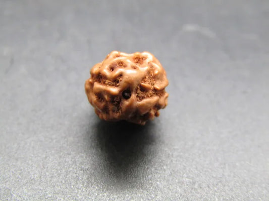2 Mukhi Rudraksha Indonesia
