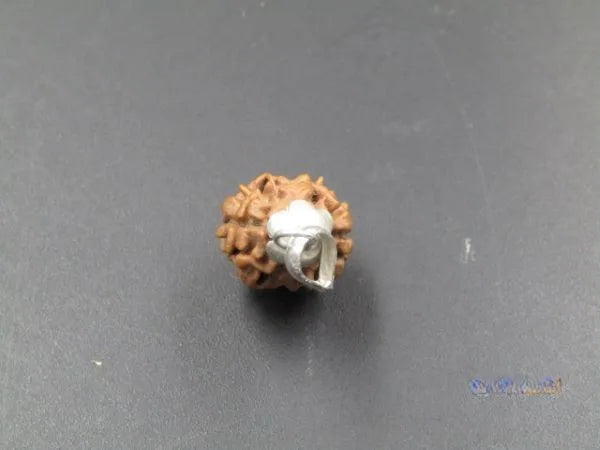 2 Mukhi Rudraksha Nepal 17mm