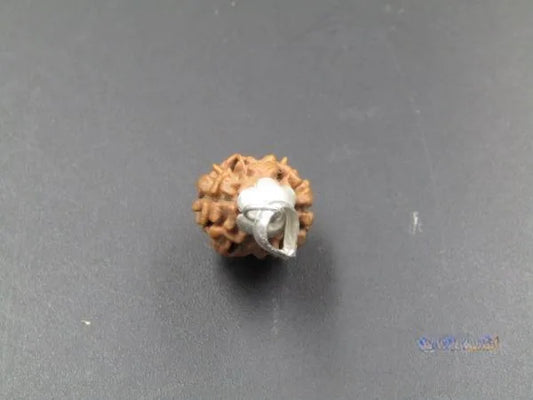2 Mukhi Rudraksha Nepal 17mm