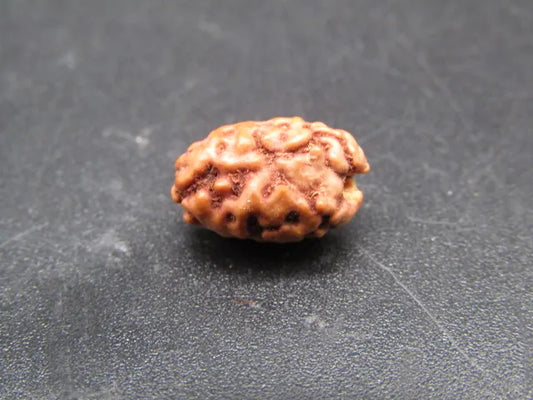 2 Mukhi Rudraksha Indonesia