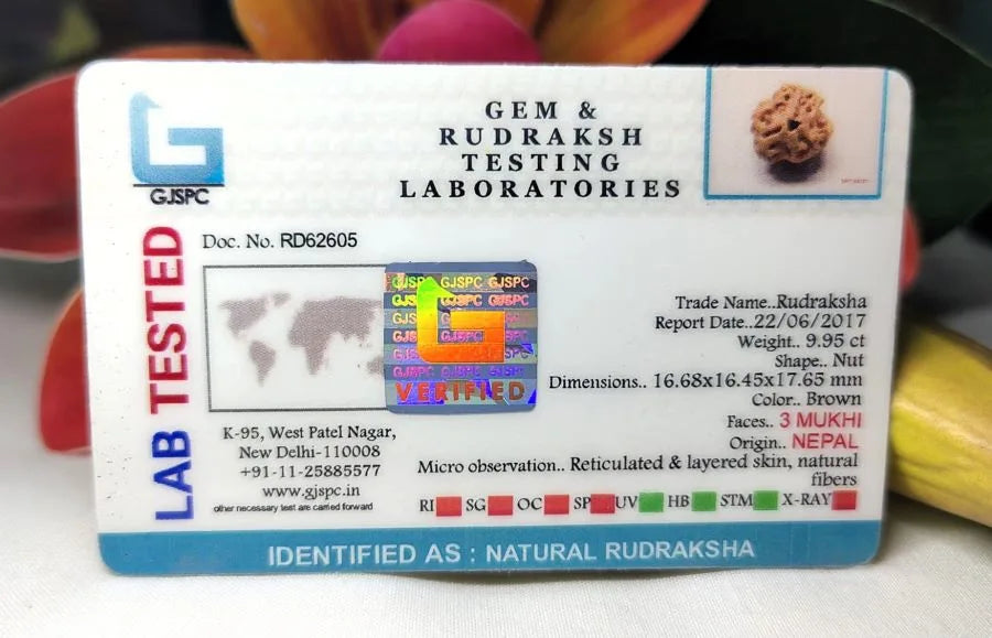 3 Mukhi Rudraksha Nepal