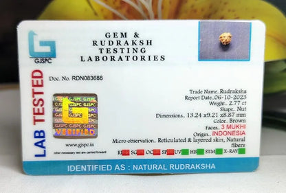 3 Mukhi Rudraksha Indonesia
