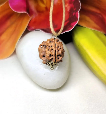 3 Mukhi Rudraksha Nepal