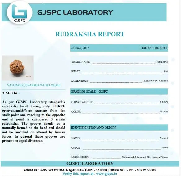 3 Mukhi Rudraksha Nepal