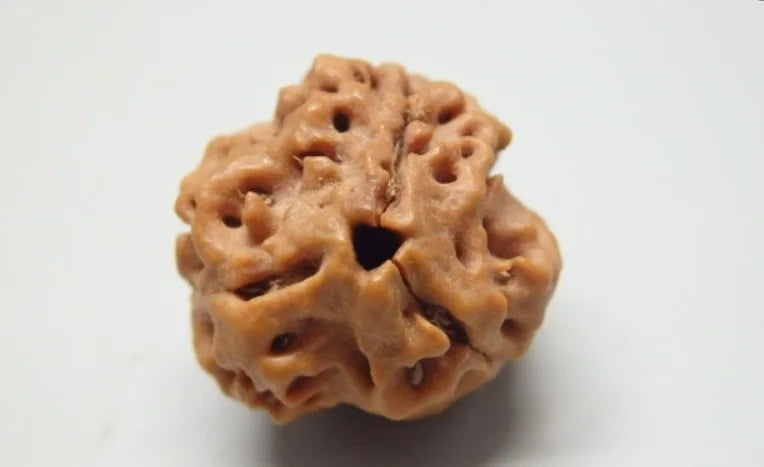 3 Mukhi Rudraksha Nepal