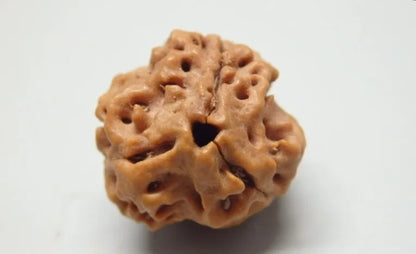 3 Mukhi Rudraksha Nepal