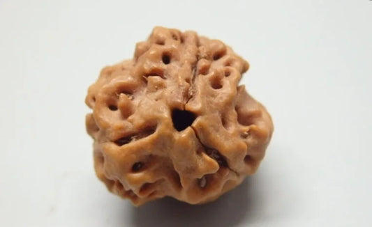 3 Mukhi Rudraksha Nepal