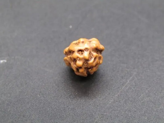3 Mukhi Rudraksha Indonesia