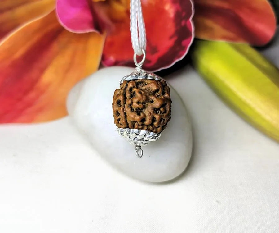 4 mukhi Rudraksha Nepal