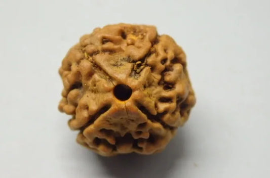 4 mukhi Rudraksha Nepal