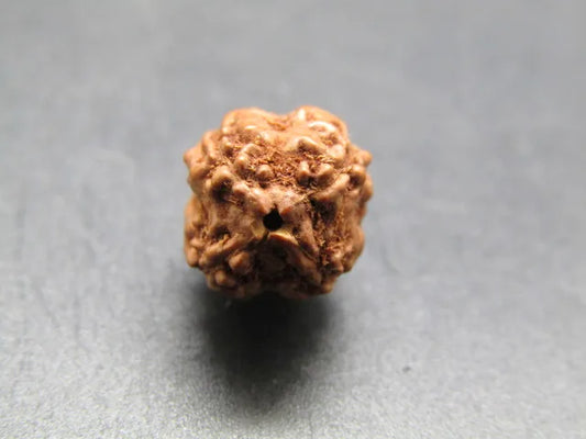 4 Mukhi Rudraksha Indonesia