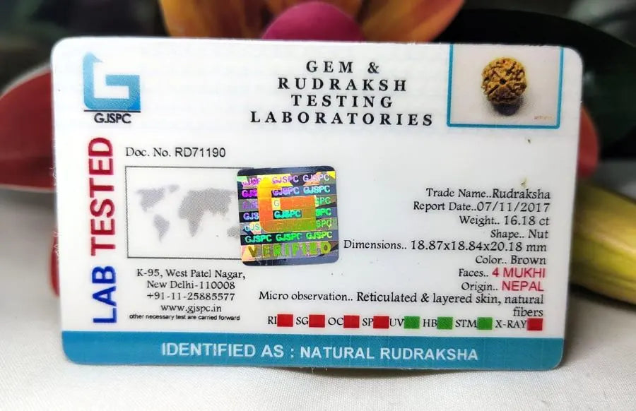 4 mukhi Rudraksha Nepal