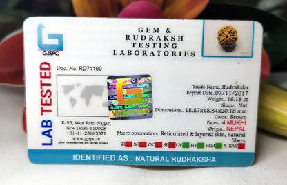 4 mukhi Rudraksha Nepal