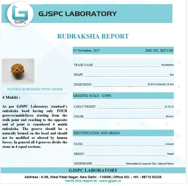 4 mukhi Rudraksha Nepal