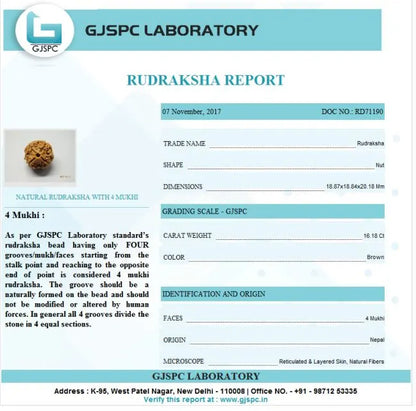 4 mukhi Rudraksha Nepal