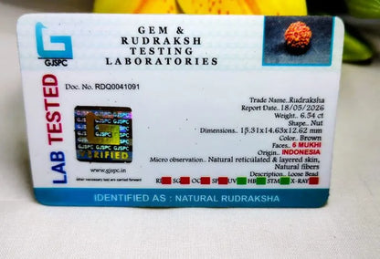 6 Mukhi Rudraksha Indonesia