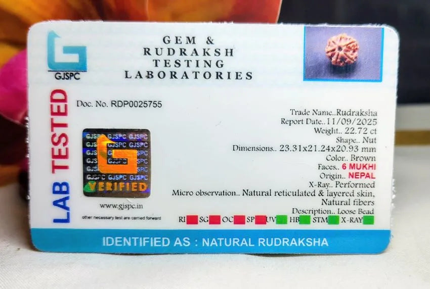 6 Mukhi Rudraksha Nepal