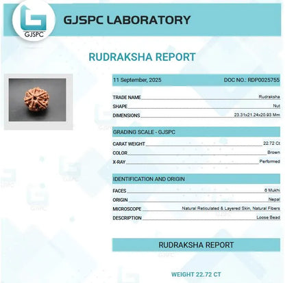 6 Mukhi Rudraksha Nepal