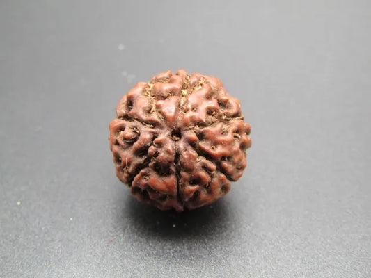6 Mukhi Rudraksha Indonesia