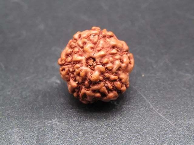 6 Mukhi Rudraksha Indonesia