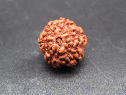 6 Mukhi Rudraksha Indonesia