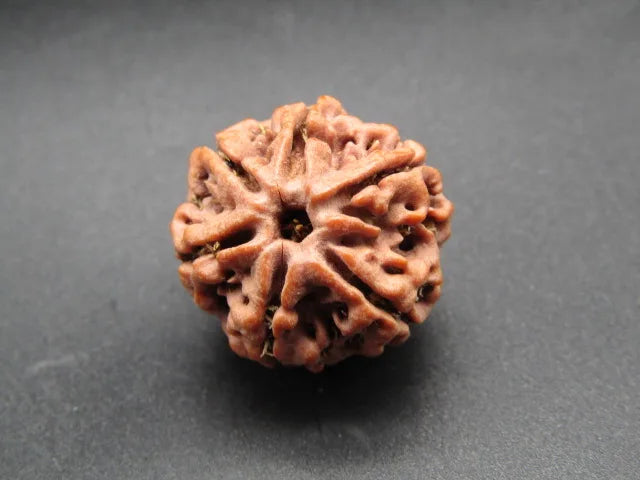 6 Mukhi Rudraksha Nepal