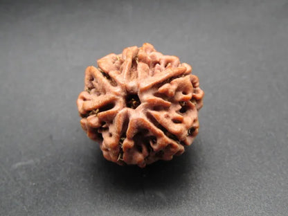 6 Mukhi Rudraksha Nepal