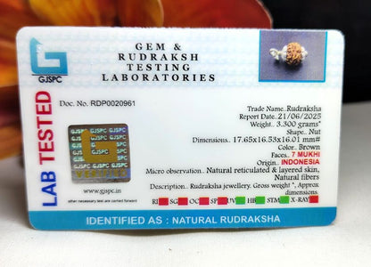 7 Mukhi Rudraksha Indonesia