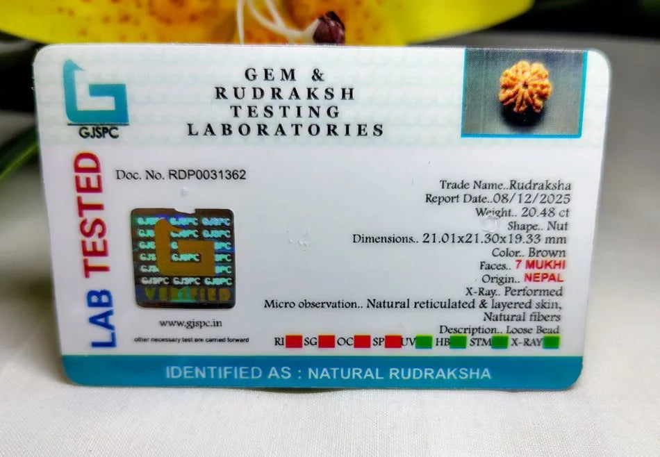 7 Mukhi Rudraksha Nepal