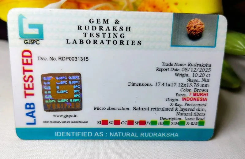 7 Mukhi Rudraksha Indonesia
